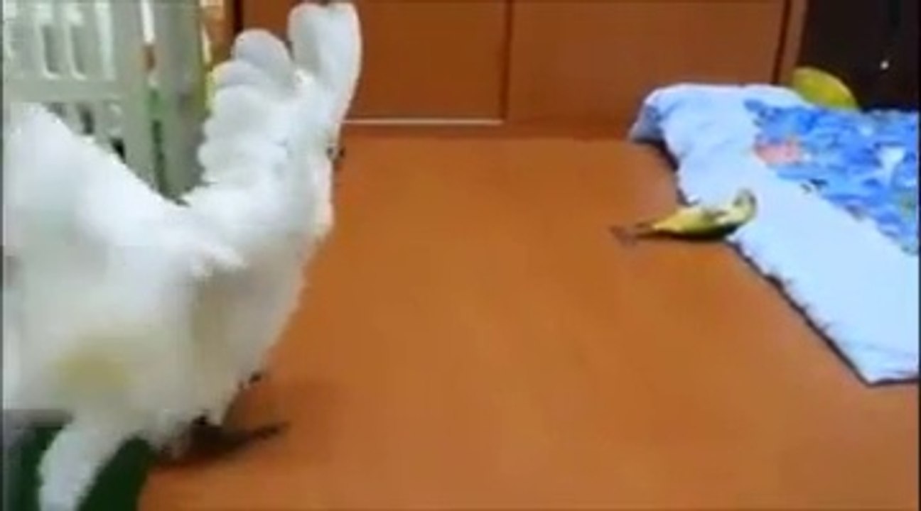 Cockatoo and Caique Playing Together