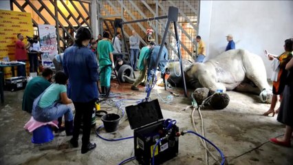 Veterinários extraem presa de elefante