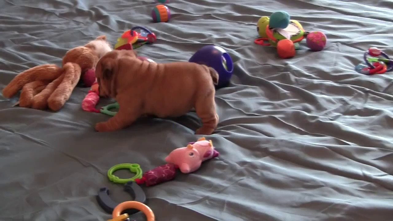 Bulldog Puppies - Castlewood Bulldogs