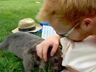 Arkadaş Dostu Vombat