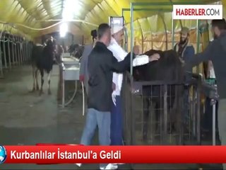 Anadolu'dan getirilen kurbanlıklar İstanbul'da