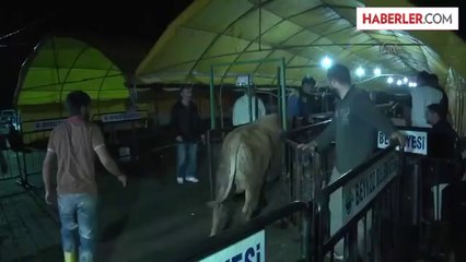 Anadolu'dan getirilen kurbanlıklar İstanbul'da