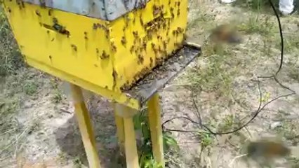 Arılara Ne Yapılmaya Çalışılıyor