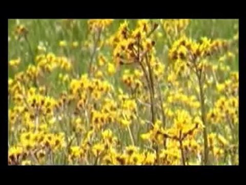 Yasu Jee Teri Qerpa Se (Francis Feroz)