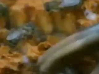 Ayı İş Başında ama Sonu Kötü Oldu