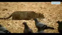 Kedinin Güvercin Avı