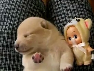 cute puppy sleeping