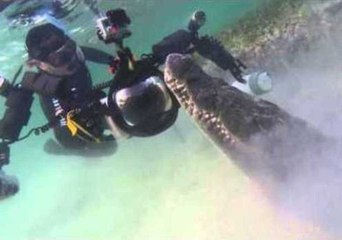 Divers Come Face-to-Face With Crocodiles