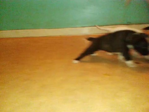 chiots boxer âgés de 3 semaines