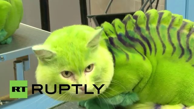 Un salon russe transforme les chats en dragons et les chiens en abeilles