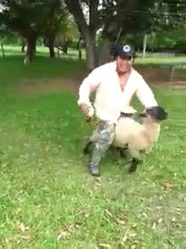 Homme Ivre VS mouton revanchard! Fallait pas embêter l'animal...