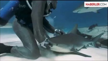 Saniyeler İçerisinde Köpekbalığı'nı Hipnoz Etti