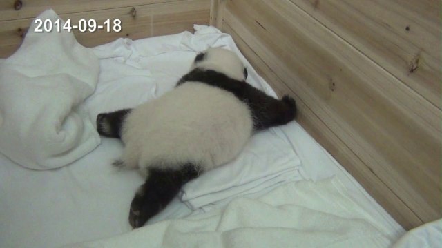 Pandas trigêmeos abrem os olhos na China