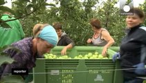 تاثیر تحریم میوه و سبزی اروپا توسط روسیه بر کشاورزی لهستان