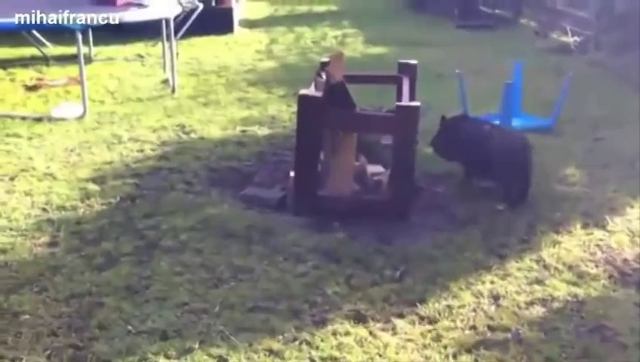 Ces bébés cochons sont trop mignons