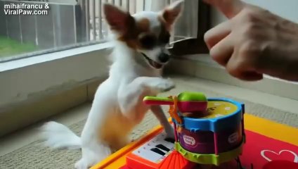 Compilation d'animaux marrants