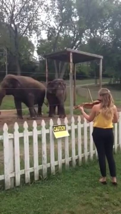 Elephants Dancing to Violin! Adorable!