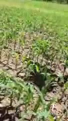 WI Lumberjack rescues BLACK BEAR with milk can stuck on head