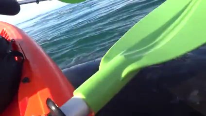 Kayak levantado por ballena en Puerto Madryn, Patagonia Argentina!