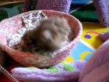 Funny Cats, Sweet Kittens - CUTE Video EVER!