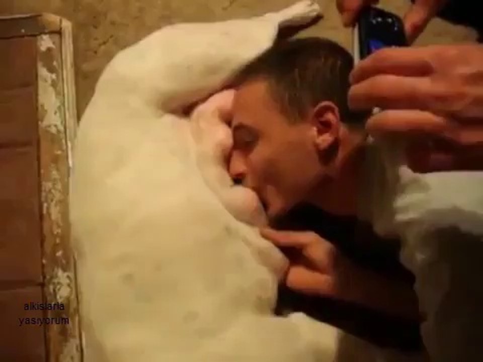 He Loves Pit Bull's Milk