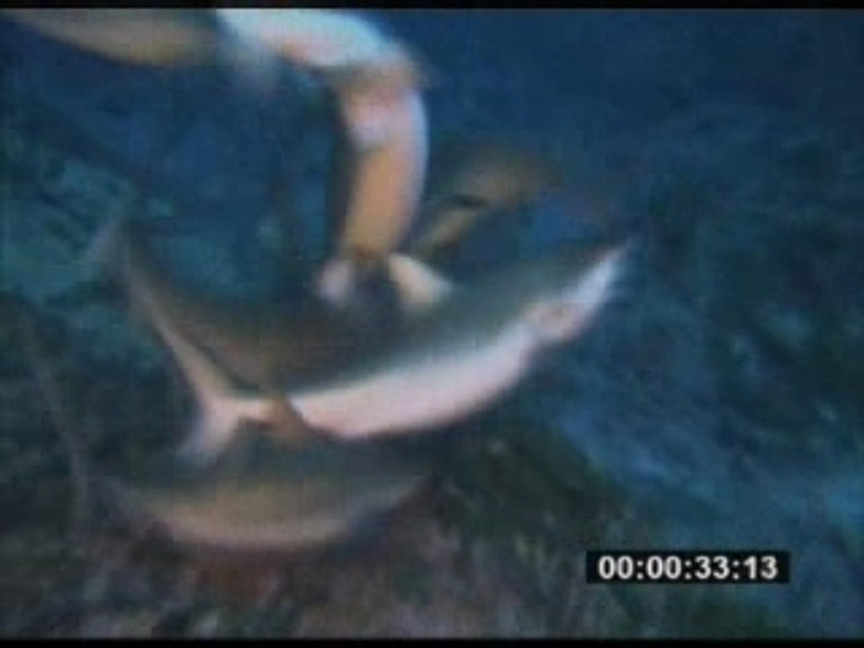 Sharks trailer