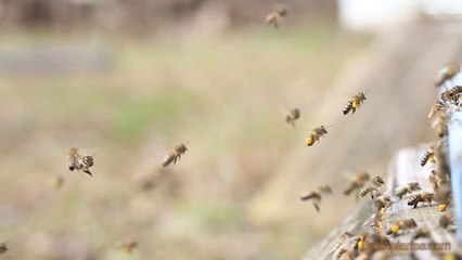Arıların Yoğun Polen Getirmesi