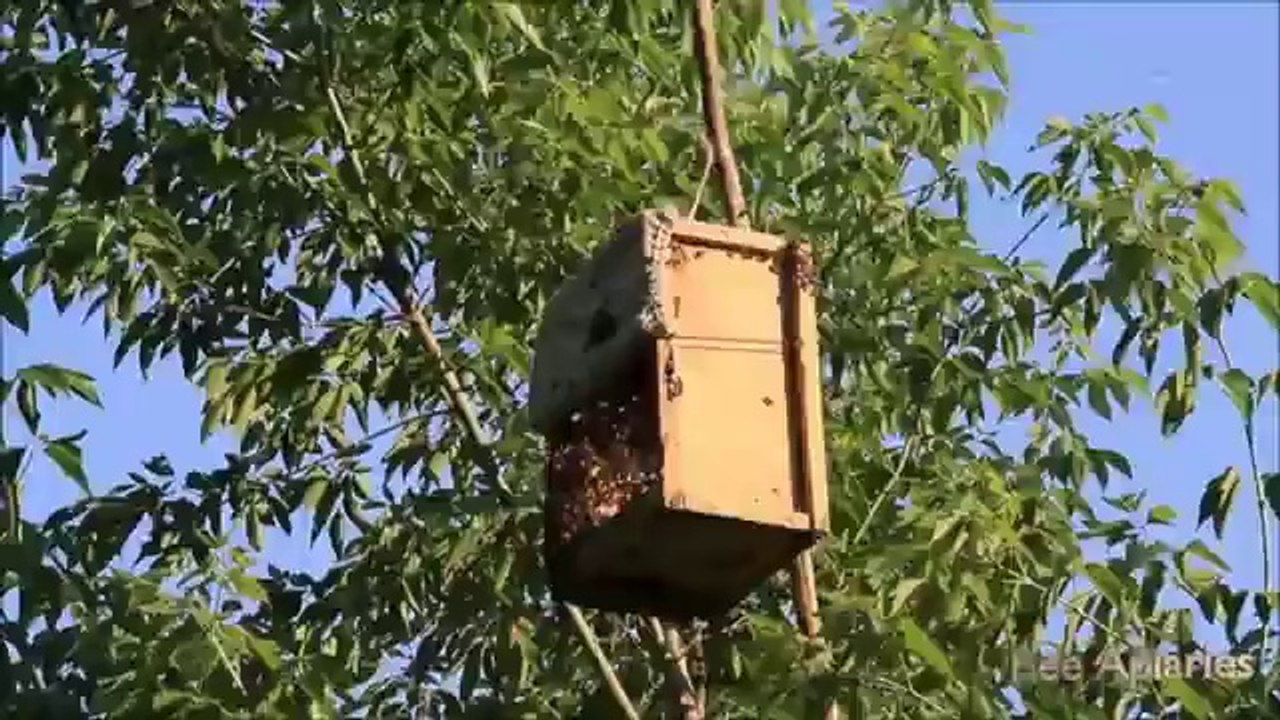 Farklı Bir Oğul Yakalama Tekniği