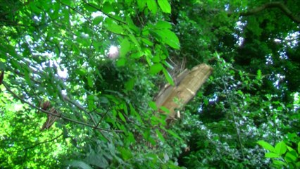 Butterflies Mating Dance. Sawn trees and conkers
