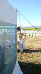 Tekirdağ Malkarada bal sağımı