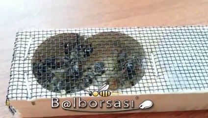 Kafkas_K_rmas_Melez_-_www_balborsasi_com_tr_-_YouTube