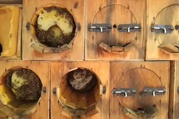 Karakovan Arıları Bir Arada