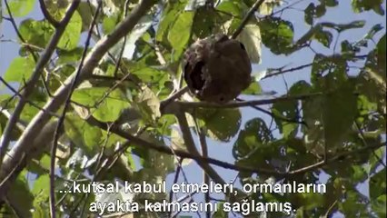 Arı Larvası Nasıl Yenilir