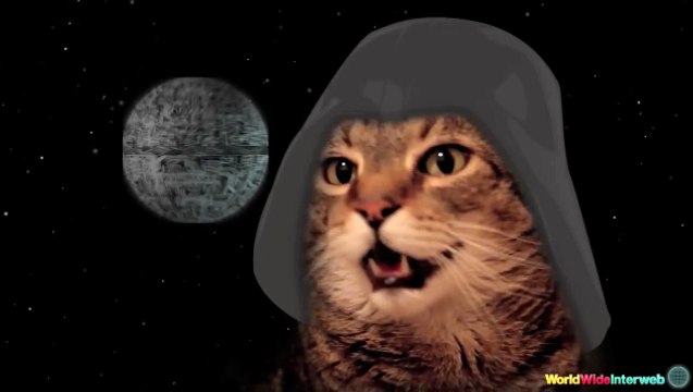 Cat Sings Star Wars Theme Song