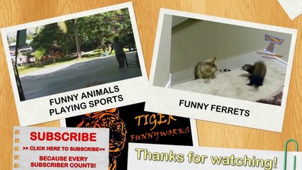 Funny dogs annoying cats - Cute animal compilation