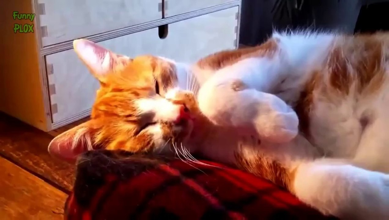 Cats and Dogs Hate Mondays Too Compilation 2014 [NEW HD]