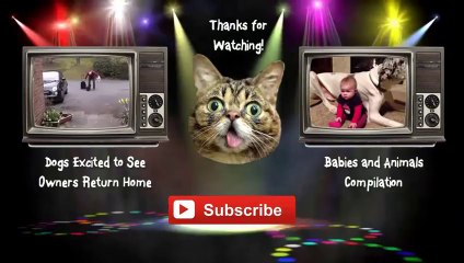 Cats and Dogs Love Each Other Compilation 2014 [NEW HD]