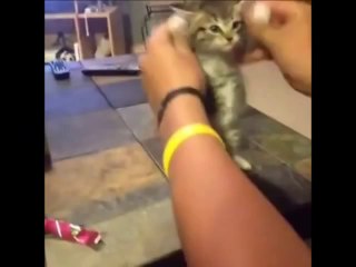 Cat and Dog Dancing on Music Song very Funny Video