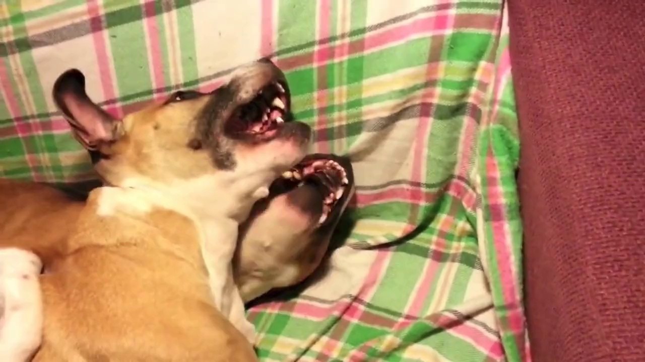 Cutest Dog Fight Ever! Very Funny Dogs