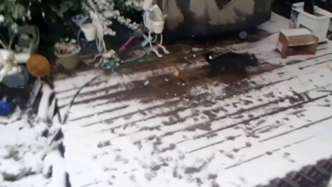 Dog's first snow