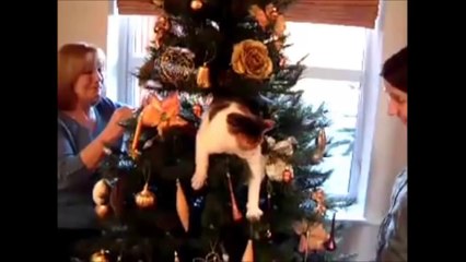 Epic Funny Cats 20 Minutes