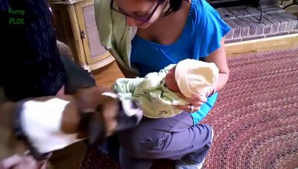 Dogs Meeting Babies for the First Time Compilation 2014 [NEW HD]