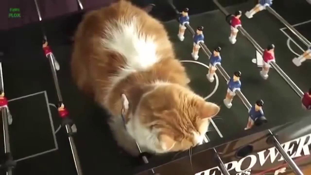 Funny Cats Sleeping