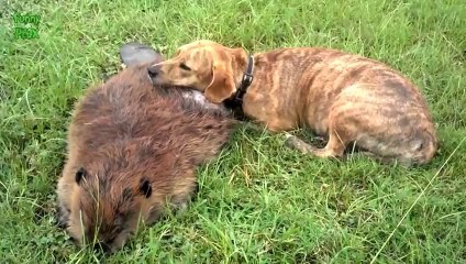 Dogs Mourning the Loss of a Friend Compilation 2014 [NEW HD]