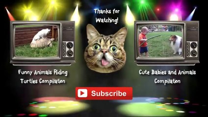Funny Animals Snoring Compilation 2014 [NEW HD]