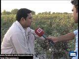 Dunya news-Devastating Floods destroy cotton and paddy crops in Punjab