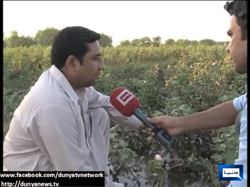 Dunya news-Devastating Floods destroy cotton and paddy crops in Punjab