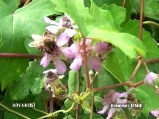 183.Program Bozdağ Endemik Bitkileri Ve Ege Universitesi