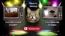 Funny Cats vs Laser Pointers Compilation 2014 [NEW HD]