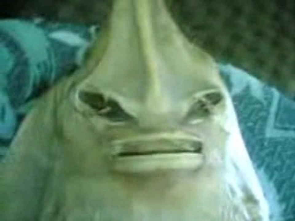 Pesce alieno